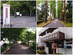 鶴田駅から中央公園南門まで、自転車でなかよし通りを走る。